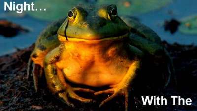 One More Night With The Frogs